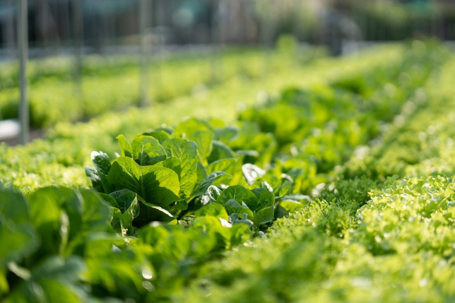 hydroponic-indoor-vegetable-plant-factory-green-salad-farm-in-hydroponics--e1698053517223.jpg